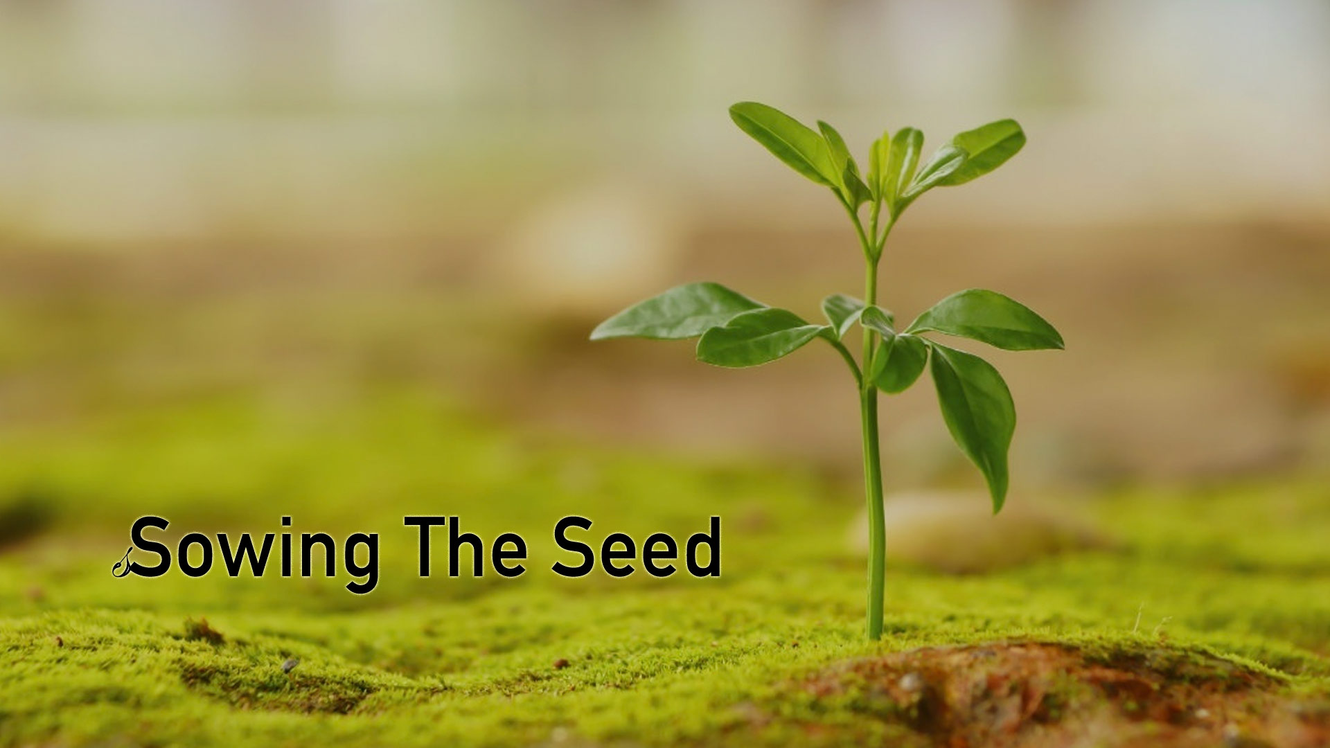 Sowing the Seed - Waxer Tipton (One Love Ministries)