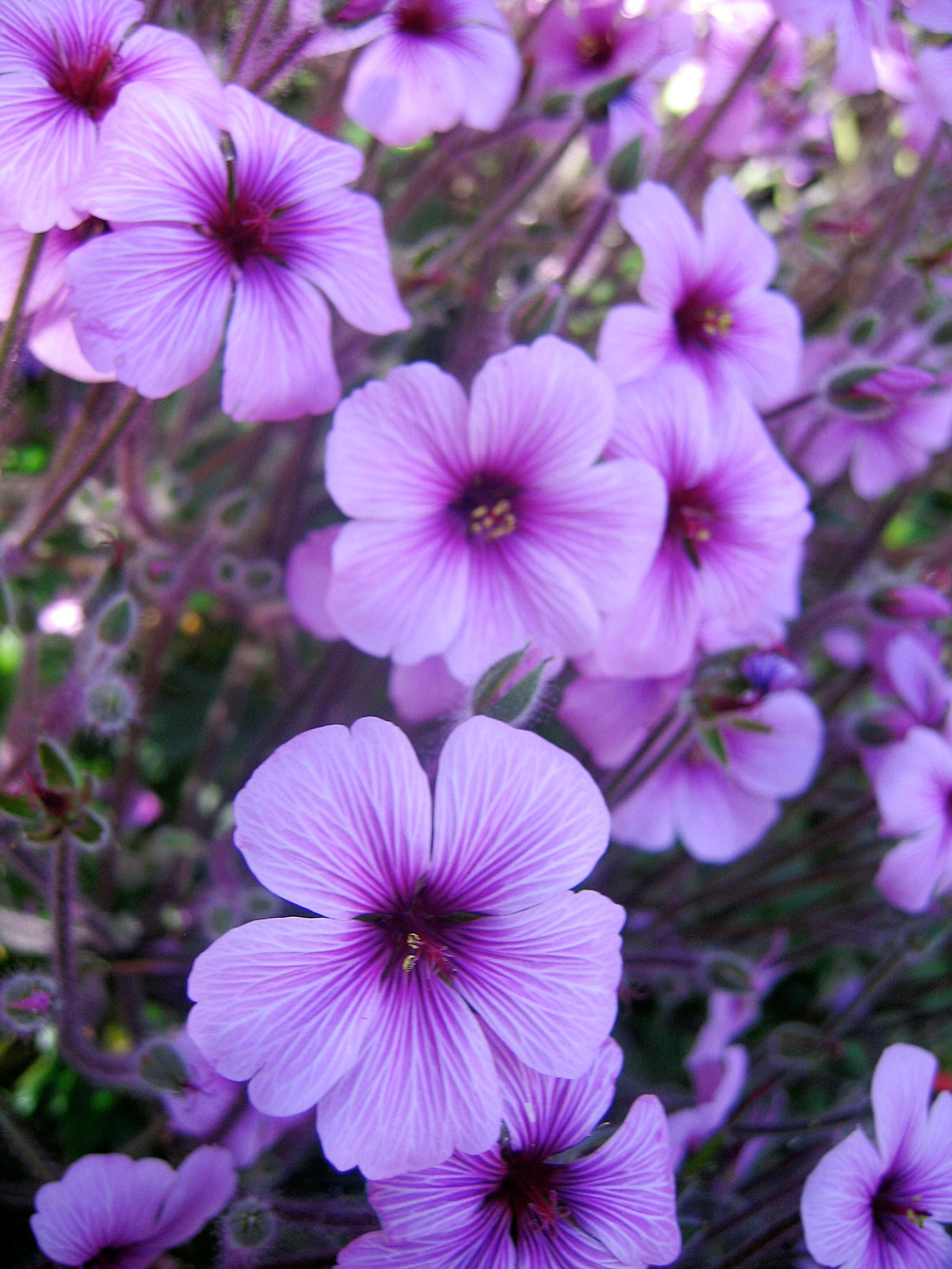 purple-flowers_7643150226_o – One Love Ministries